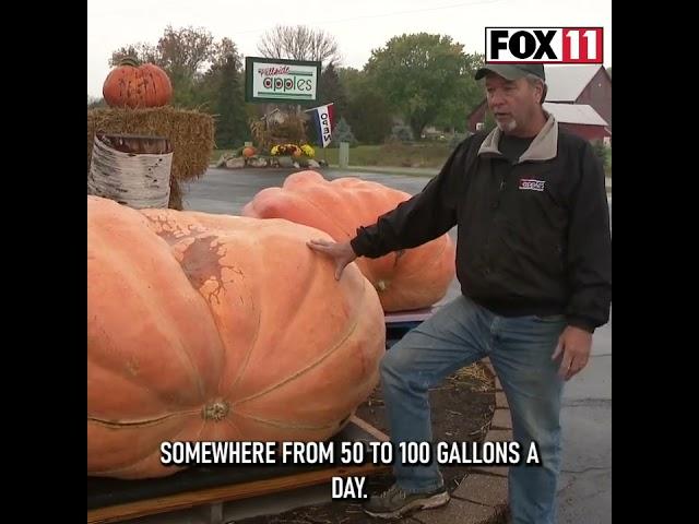 What it takes to grow a giant pumpkin