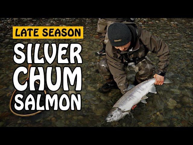 Vedder River Late Season Chum Salmon - The Underrated Salmon Species | Fishing with Rod