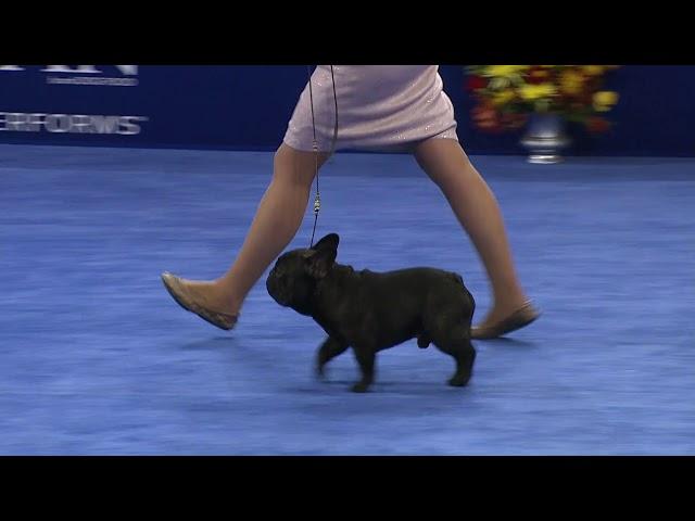 French Bulldog, 2018 National Dog Show, Non Sporting Group   NBC Sports