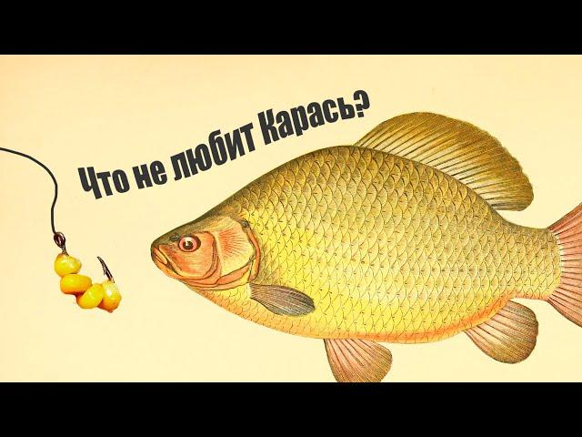 Делая эти вещи вы никогда не поймаете Карася! Что любит эта рыба?