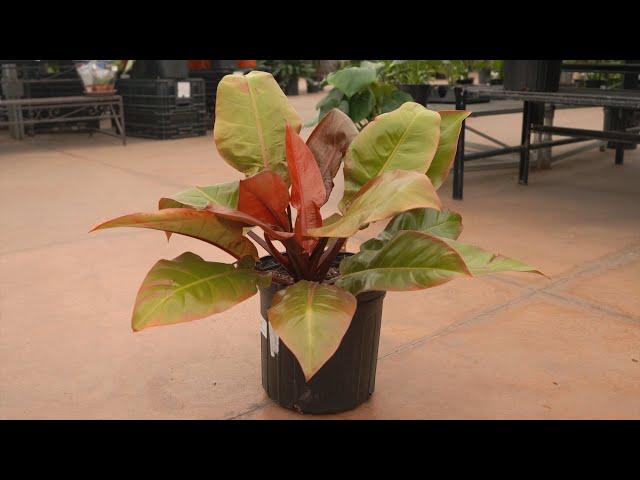 Philodendron Prince of Orange @ greengate Garden Centres