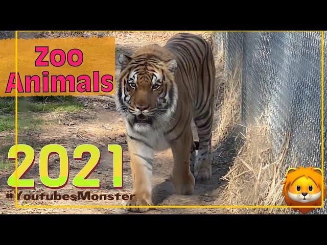 Zoo Animals 2021 : Tour through the Metro Richmond Zoo