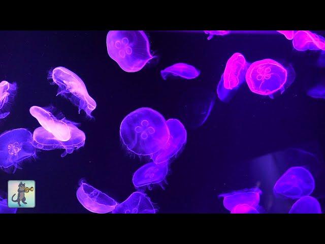 Jellyfish Aquarium ~ Relaxing Music for Sleep, Study, Meditation & Yoga • Screensaver • 6 HOURS