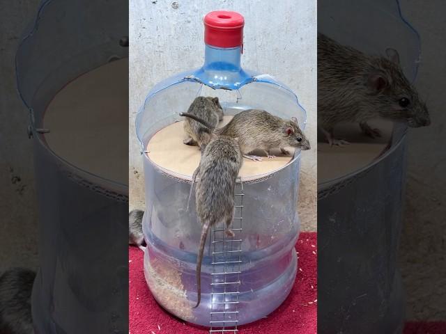 Rat traps creative/best spinning mouse trap #rattrap #mousetrap