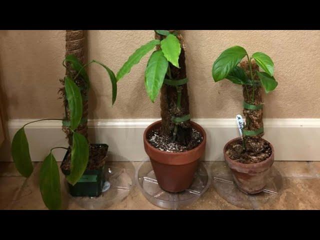 Huge Monstera Obliqua Collections