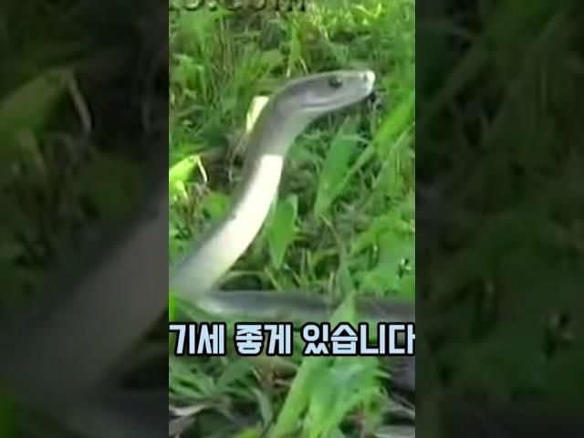 블랙맘바 vs 악어! 블랙맘바를 반토막 내는 악어의 이빨 ㄷㄷ #동물 #이슈