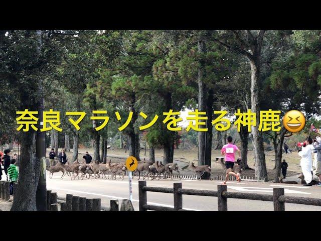 奈良マラソン。奈良公園の鹿がランナーに混じって走り出す。