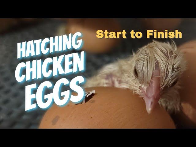 Hatching Chicken Eggs Start to Finish - For Beginners