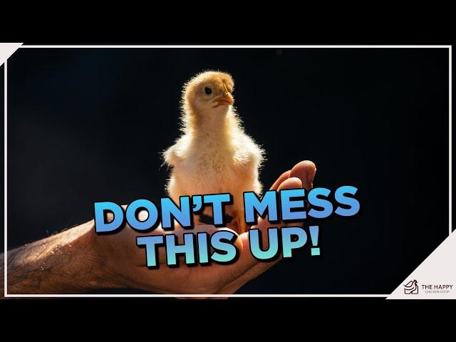 A Masterclass on Raising Baby Chicks the Right Way