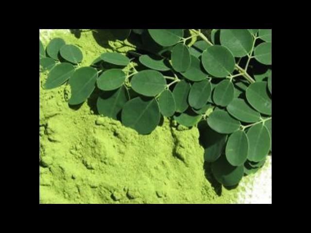 Preventative care with moringa health benefits