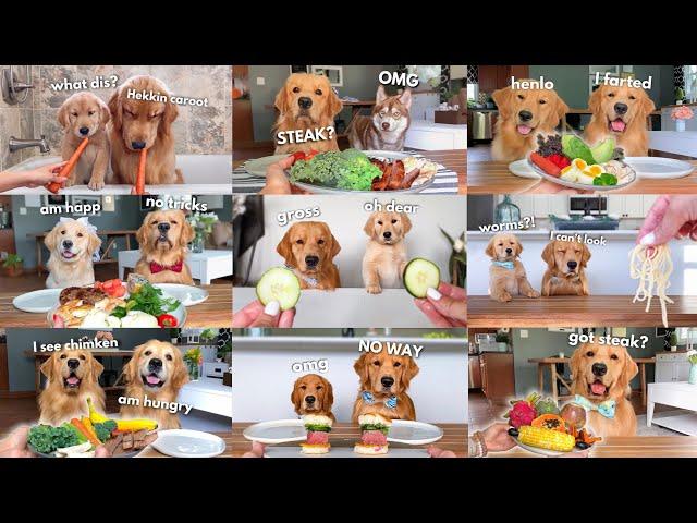 Dog Reviews Food | Tucker Taste Test Compilation