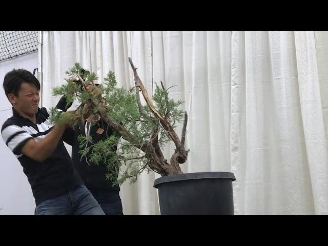 Juniper Bonsai Demo By Taiga Urushibata at the US Bonsai National Exhibition 2018