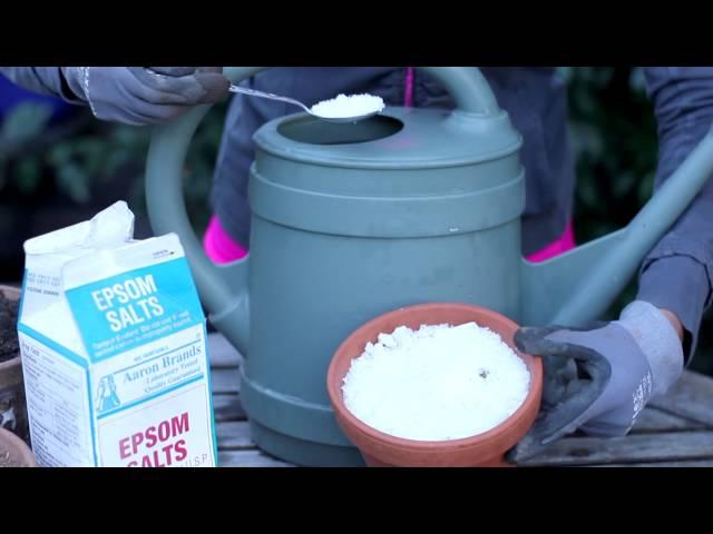 Uses for Epsom Salts in the Garden : Around the Garden