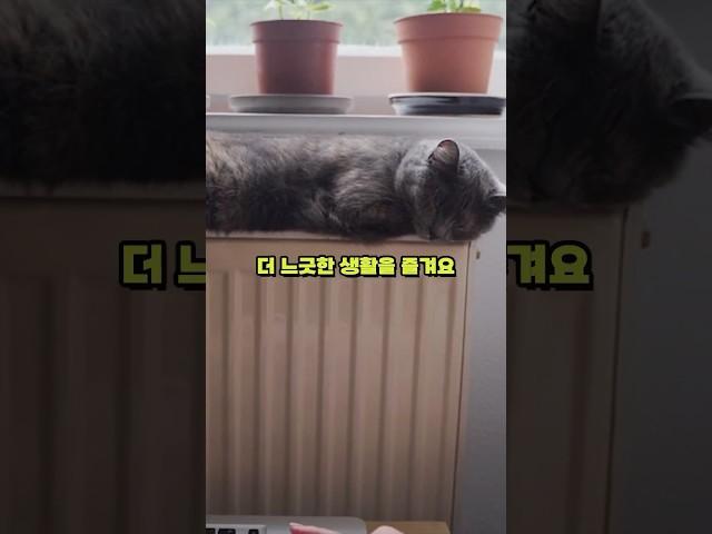 고양이는 늙으면서 어떻게 변할까?
