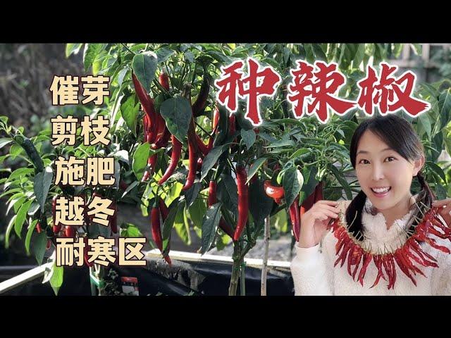 Grow chilli/ pepper：seeds germination, pruning, fertiliser, hardiness zones 辣椒种植：催芽育苗，剪枝、施肥、越冬、种植耐寒区