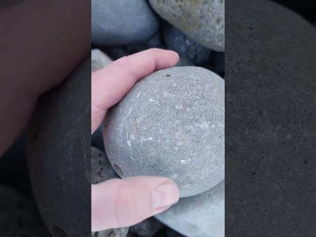 How do I know there's a fossil in a rock  #short #fossil
