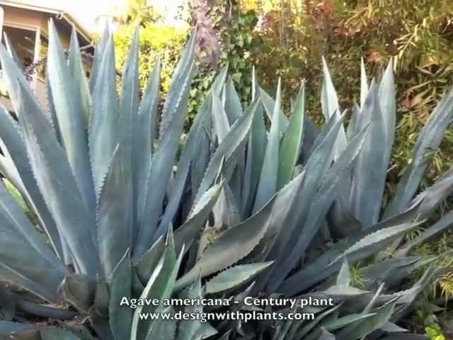 Agave americana - Century plant