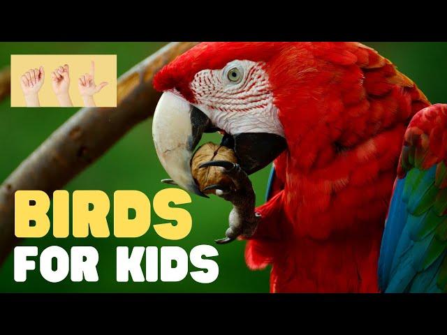 ASL Birds for Kids