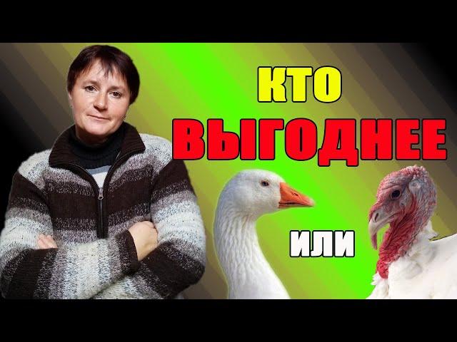 Что выгоднее - индюки или гуси