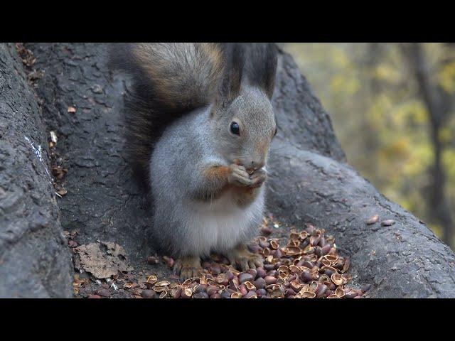 Немного о серой белке / A little bit about the gray squirrel