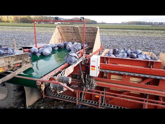 Cabbage harvesting | ASA-LIFT