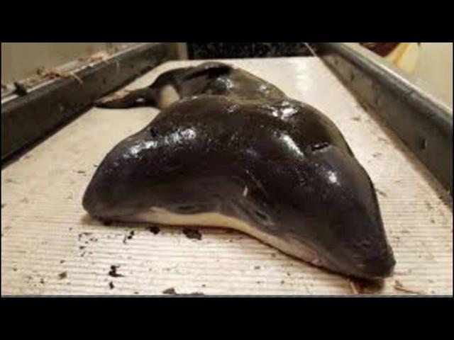 two-headed porpoise found in North Sea