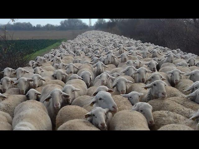 ثمن الخروف ديال العيد باسبانيا والدعم الحكومي لمستورد الخروف الإسباني