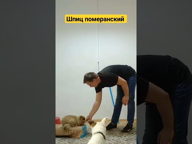 померанский шпиц