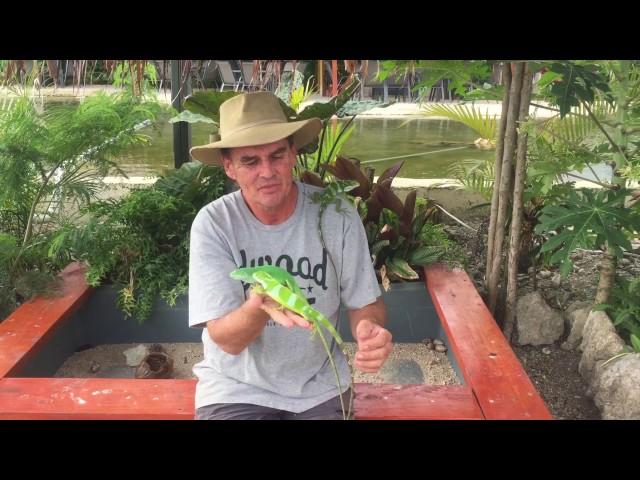 Vanuatu Zoological Port Vila banded Fijian iguanas