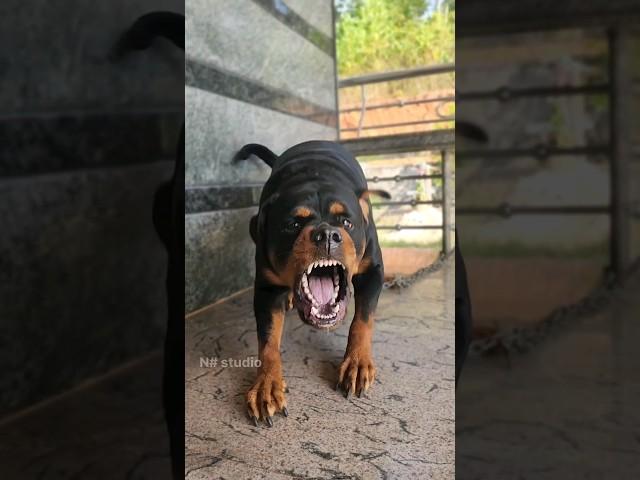 Angry dog barking #viral #dog #rottweiler #ytshorts #trending