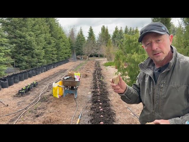 Planting Potatoes: Soil Preparation, Fertilizing, Varieties and Planting Depth