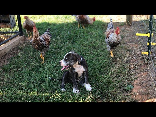 How’s our American Bulldog pup doing?