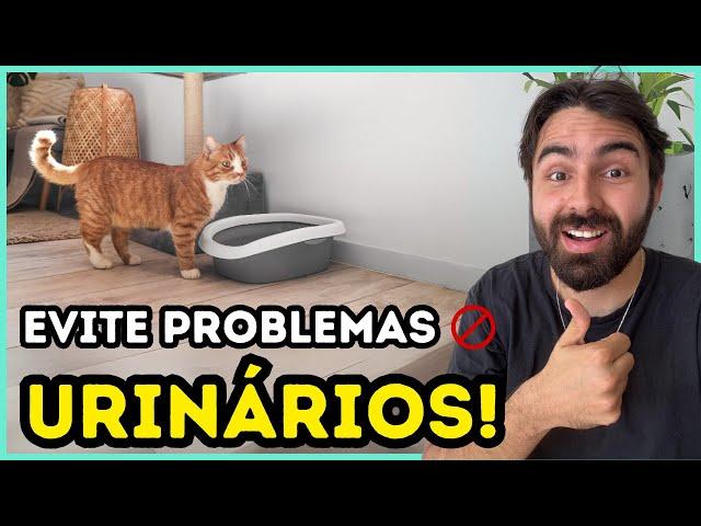 Faça ISSO e a Chance Do Seu Gato Ter Problemas Urinários Será BAIXÍSSIMA!