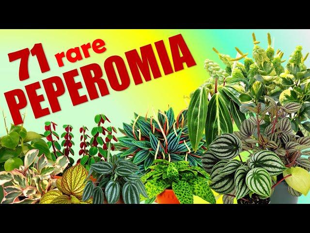 71 PEPEROMIA SPECIES | HERB STORIES