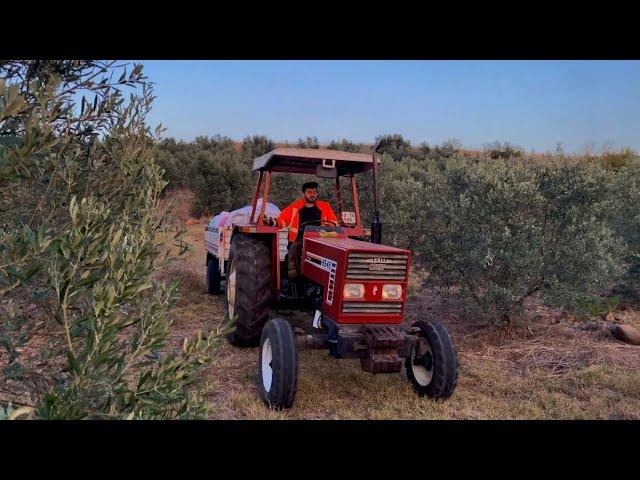 OLIVE OIL DOCUMENTARY - OLIVE OIL FROM FIELD TO TABLE - HOW IS OLIVE OIL PRODUCED?