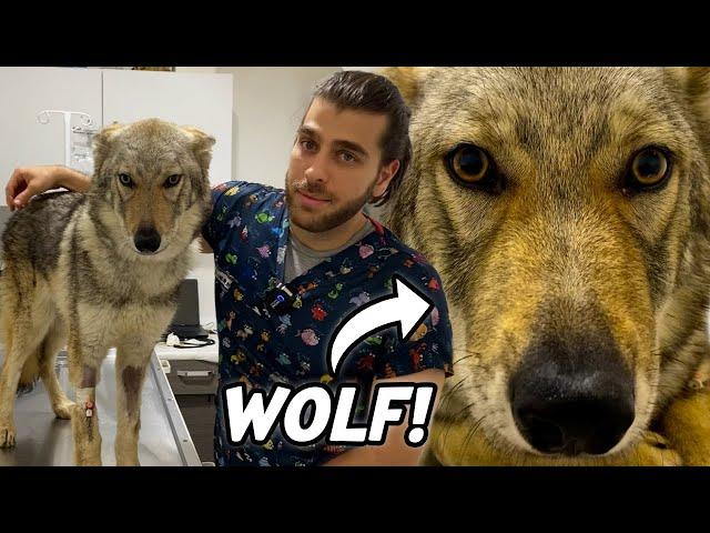 Czechoslovakian Wolf Is Treated! (She Was So Sick!)