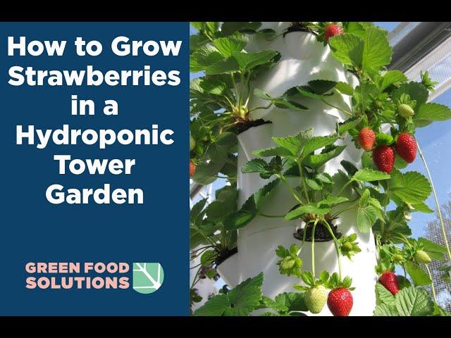 How to Grow Strawberries in a Tower Garden (How to care for your vertical garden strawberries)