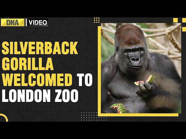 London Zoo welcomes new gorilla 'Kiburi' from silverback family | Silverback Gorilla | DNAIndiaNews