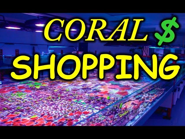 Coral Shopping Adventure !!!!