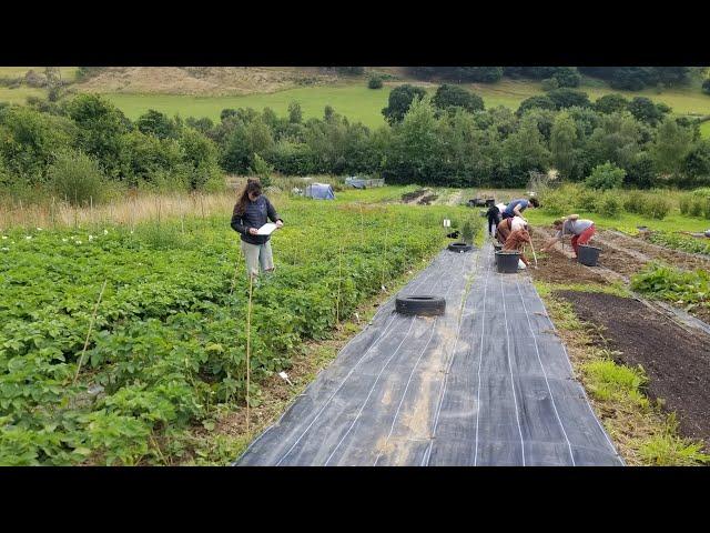 Perennial green manures - an Innovative Farmers webinar