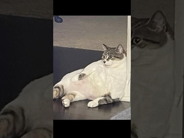 꽁치 다이어트 #shorts #쇼츠 #고양이 #cat #다이어트 #비만 #꽁치