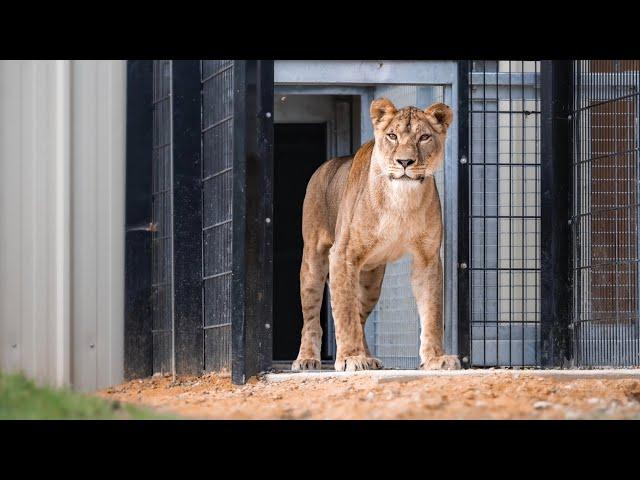 Rescued lioness Yuna steps on grass for the first time in her life…