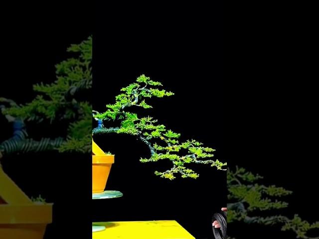 Beautiful Bonsai Works#688#shorts #shortsvideo #beautifulbonsai #art #khuebonsai️