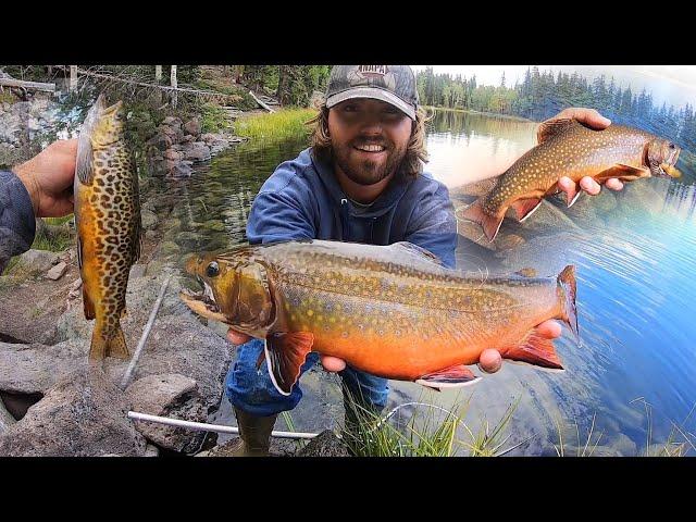 SEARCHING for BIG BROOK TROUT!! (Fly Fishing, Catch, Cook, Camp)