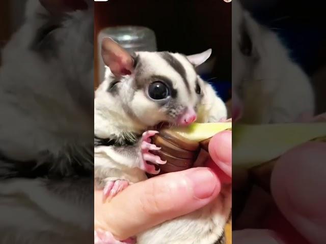 Sugar Glider eat coconut worm