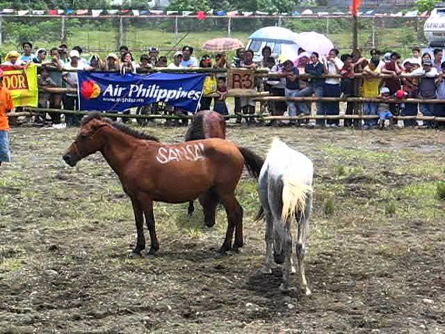 2004 08 20 kadayawan horsefight 2