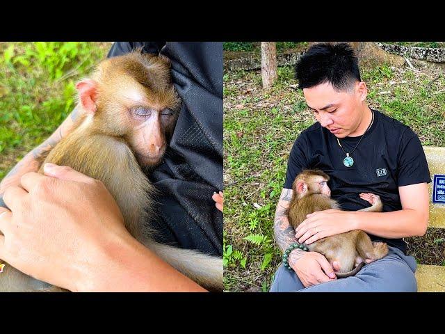 Monkey Kaka sleeps soundly in father's arms because her misses him