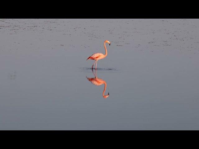 American Flamingo by Karen Willes - 2023 Audubon Photography Awards