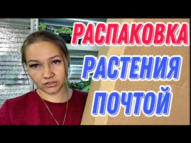 РАСПАКОВКА/как ДОХОДЯТ растения В ЖАРУ/растения почтой