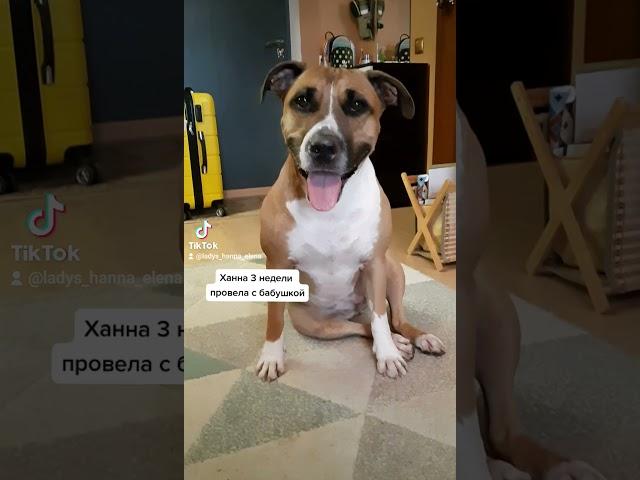 Сдала бабушку с потрохами! Говорящая собачка #приколы